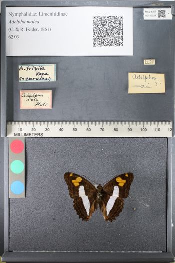 Media type: image;   Entomology 145234